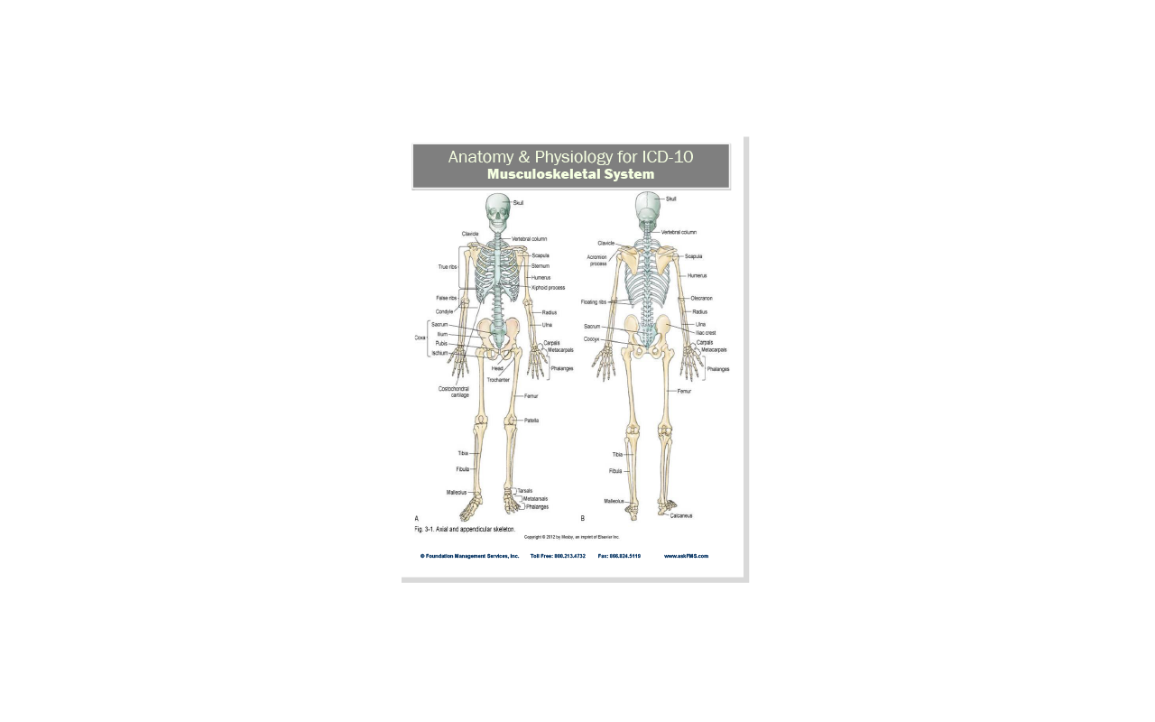 Musculoskeletal System Cheat Sheet